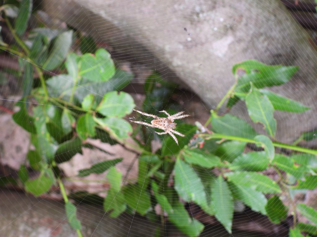 Araneus diadematus